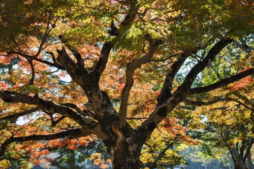 L'arbre, Nara, 2017
