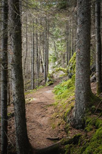 Dans les bois, Saguenay, 2022