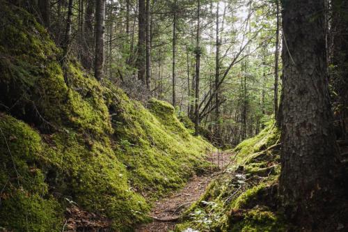 Le chemin, Saguenay, 2022