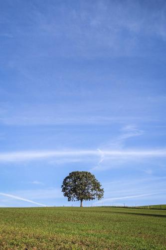Solitaire, Normandie, 2022